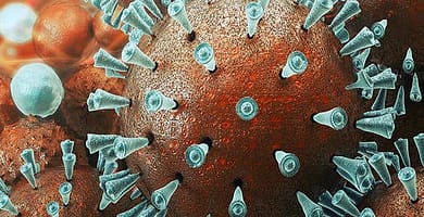 IMAGEN DE CORONAVIRUS / CORONAVIRUS IMAGE