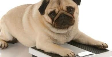 IMAGEN DE BASCULA PARA PERROS Y GATOS / SCALE FOR DOGS AND CATS IMAGE