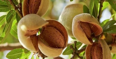IMAGEN DE ALMENDRA / ALMOND IMAGE