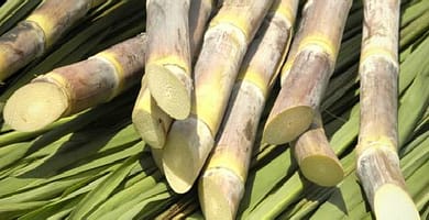 IMAGEN DE CANA DE AZUCAR / SUGAR CANE IMAGE