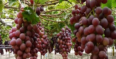 IMAGEN DE LA UVA / GRAPE IMAGE