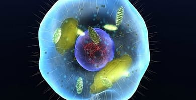 IMAGEN DE BIOLOGIA / BIOLOGY IMAGE