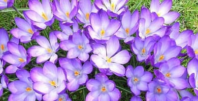 IMAGEN DE COLOR LILA / LILAC COLOR IMAGE