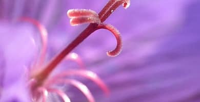 IMAGEN DEL MORADO / PURPLE IMAGE