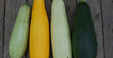 IMAGEN DE CALABACIN / ZUCCHINI IMAGE