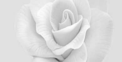 IMAGEN DE COLOR BLANCO / WHITE COLOR IMAGE