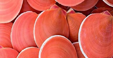 IMAGEN DEL COLOR CORAL / CORAL COLOUR IMAGE