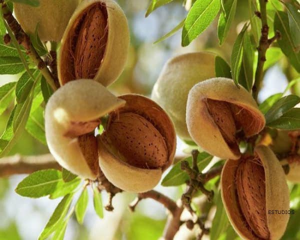 IMAGEN DE ALMENDRA / ALMOND IMAGE