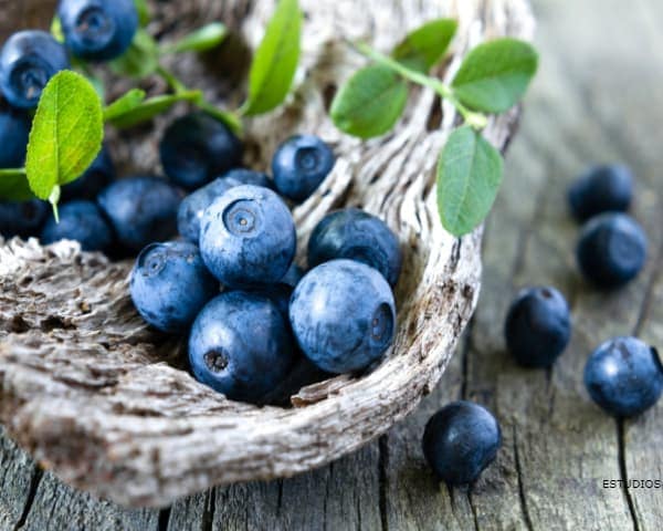 IMAGEN DE ARANDANOS / BLUEBERRIES IMAGE