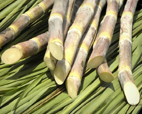 IMAGEN DE CANA DE AZUCAR / SUGAR CANE IMAGE