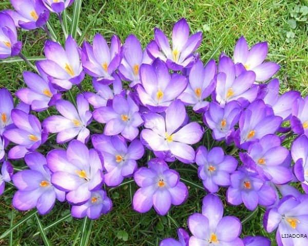 IMAGEN DE COLOR LILA / LILAC COLOR IMAGE