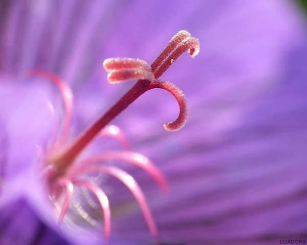 IMAGEN DEL MORADO / PURPLE IMAGE