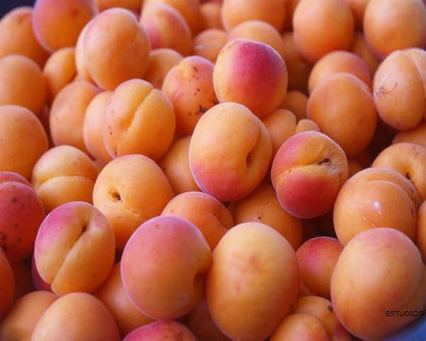 IMAGEN DE ALBARICOQUE / APRICOT IMAGE
