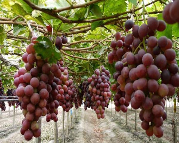 IMAGEN DE LA UVA / GRAPE IMAGE