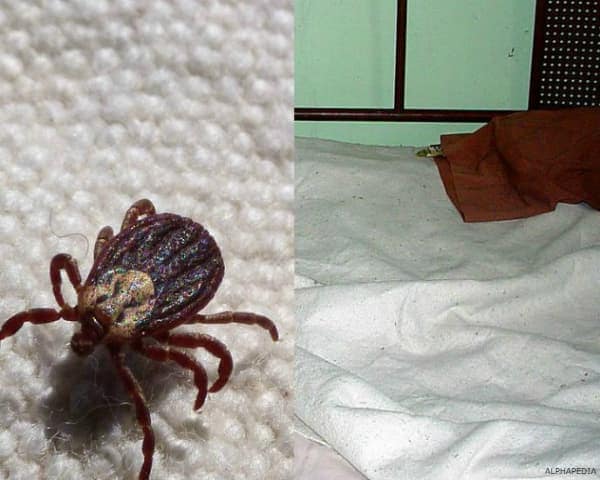 IMAGEN DE ACAROS EN EL COLCHON / MITES IN BED IMAGE