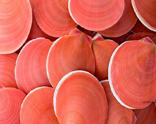 IMAGEN DEL COLOR CORAL / CORAL COLOUR IMAGE